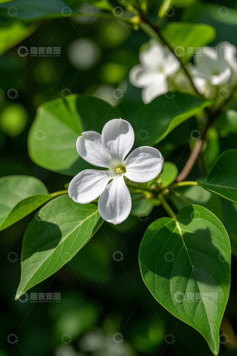 高清大图下载【趣麦麦图】白色花朵与绿叶特写