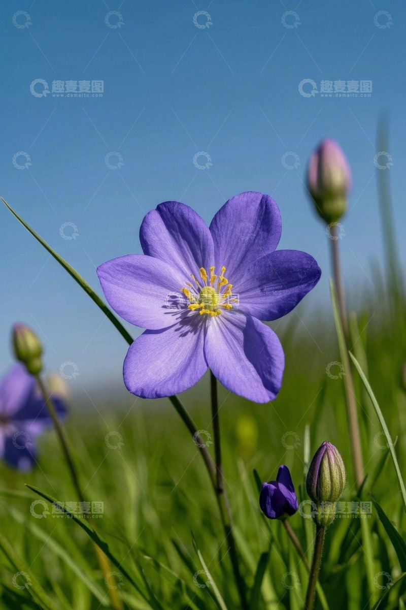 高清大图下载【趣麦麦图】紫色花朵特写自然风光