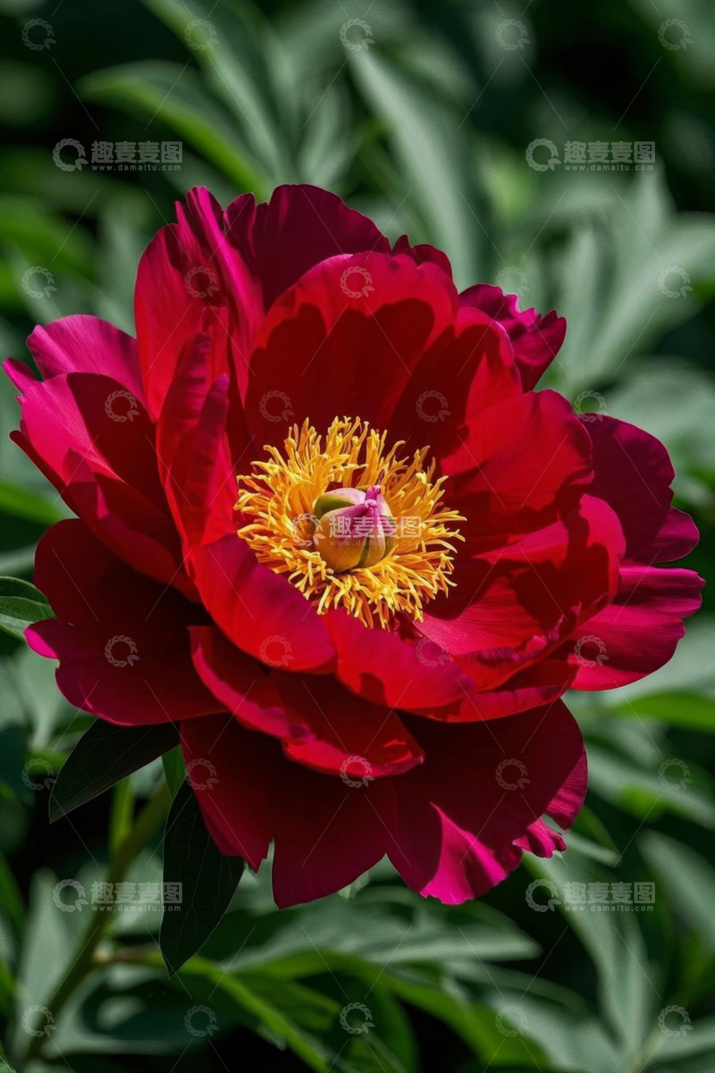 高清大图下载【趣麦麦图】红色牡丹花特写