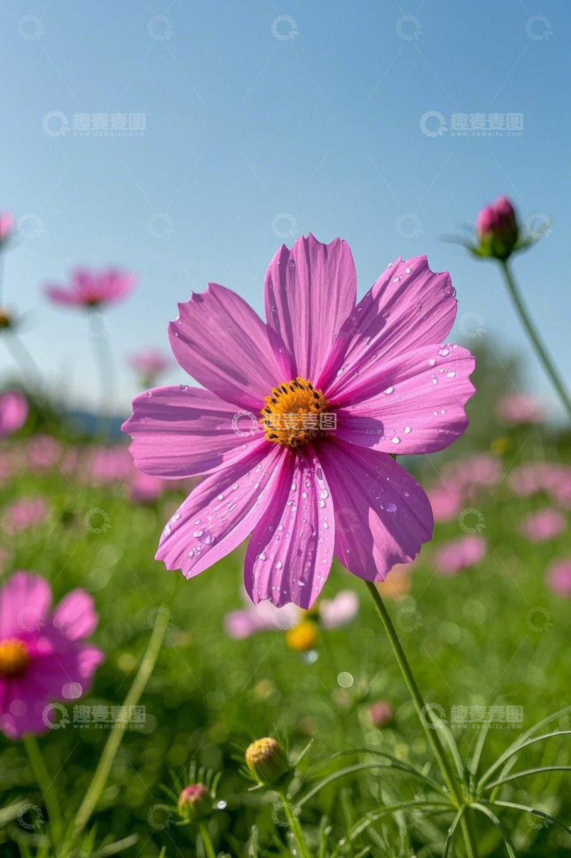 高清大图下载【趣麦麦图】阳光下带水珠的粉色格桑花