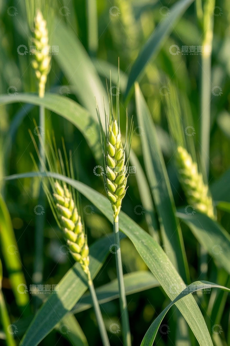 高清大图下载【趣麦麦图】特写小麦麦穗与麦秆