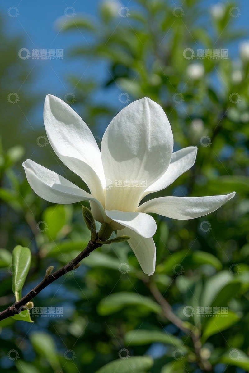 高清大图下载【趣麦麦图】白色玉兰花特写