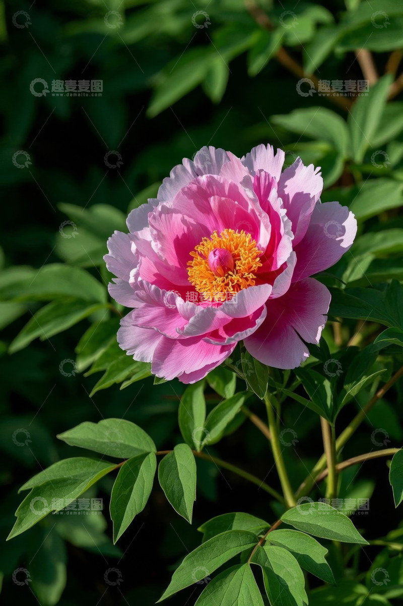 高清大图下载【趣麦麦图】盛开的粉色牡丹花特写