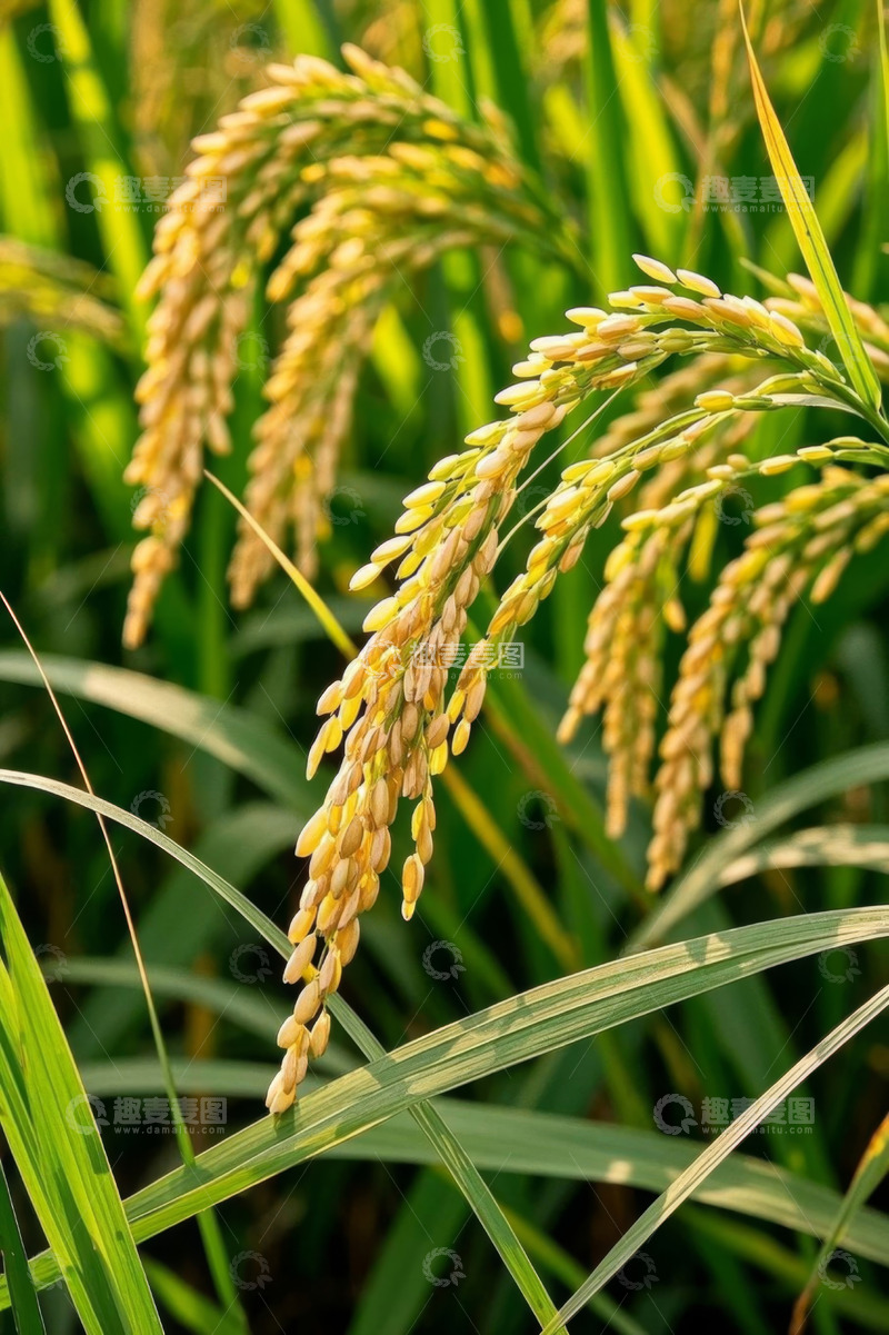 高清大图下载【趣麦麦图】成熟的稻穗特写