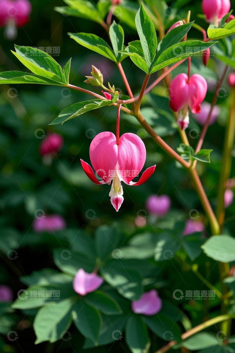 高清大图下载【趣麦麦图】荷包牡丹特写