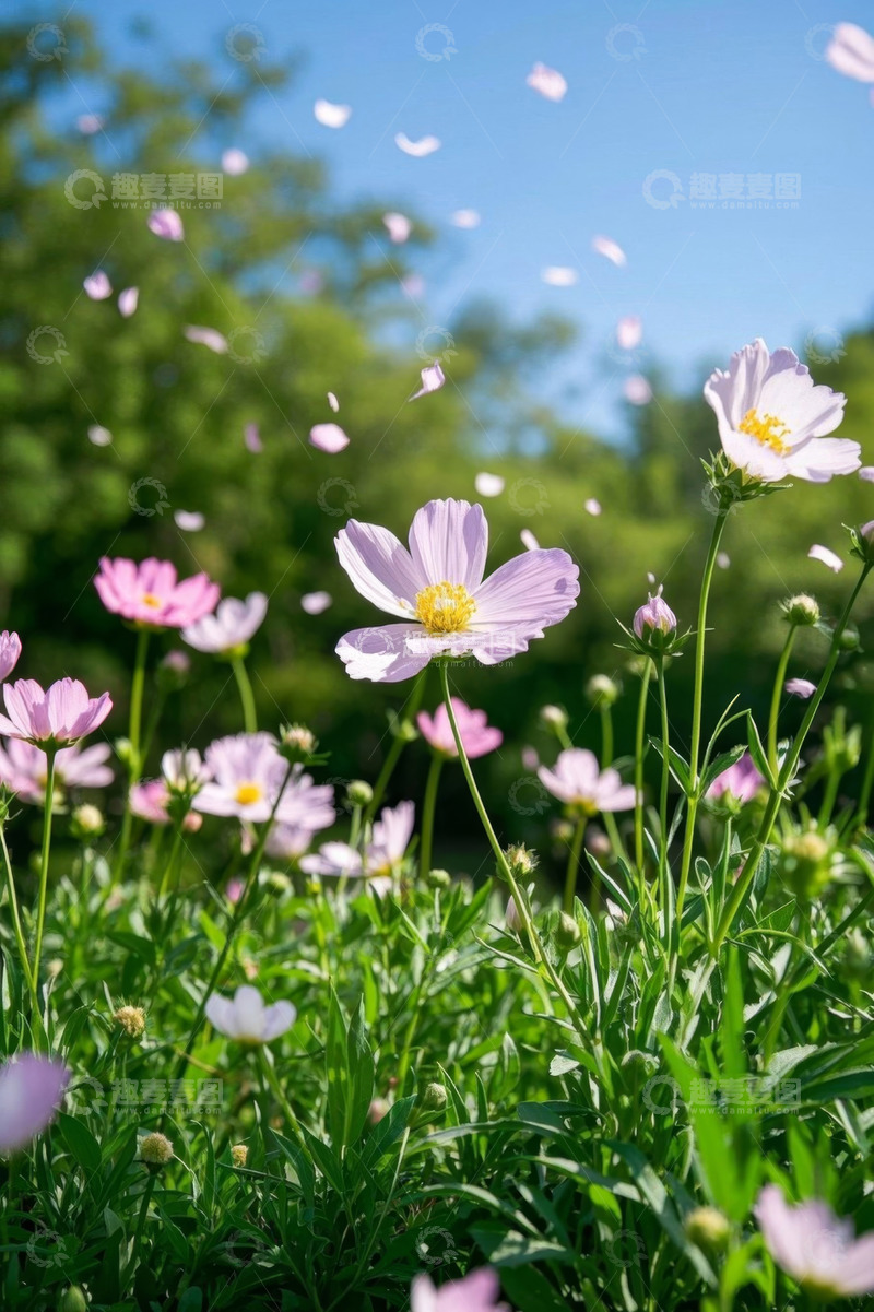 高清大图下载【趣麦麦图】阳光下绽放的粉色花朵