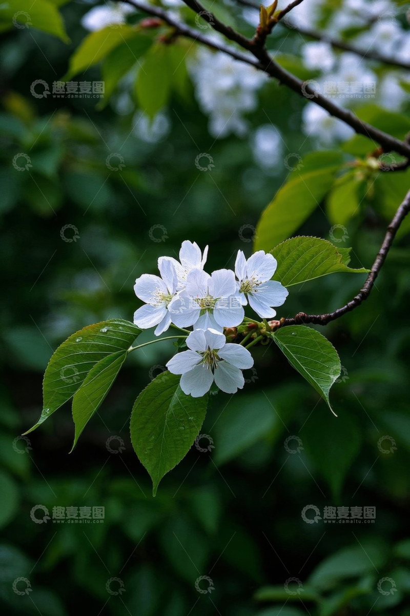 高清大图下载【趣麦麦图】枝头绽放的白色花朵