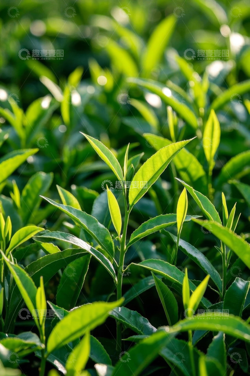 高清大图下载【趣麦麦图】嫩绿茶叶特写