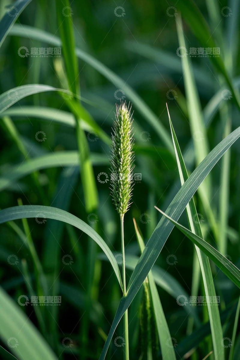 高清大图下载【趣麦麦图】特写狗尾巴草与周边绿植