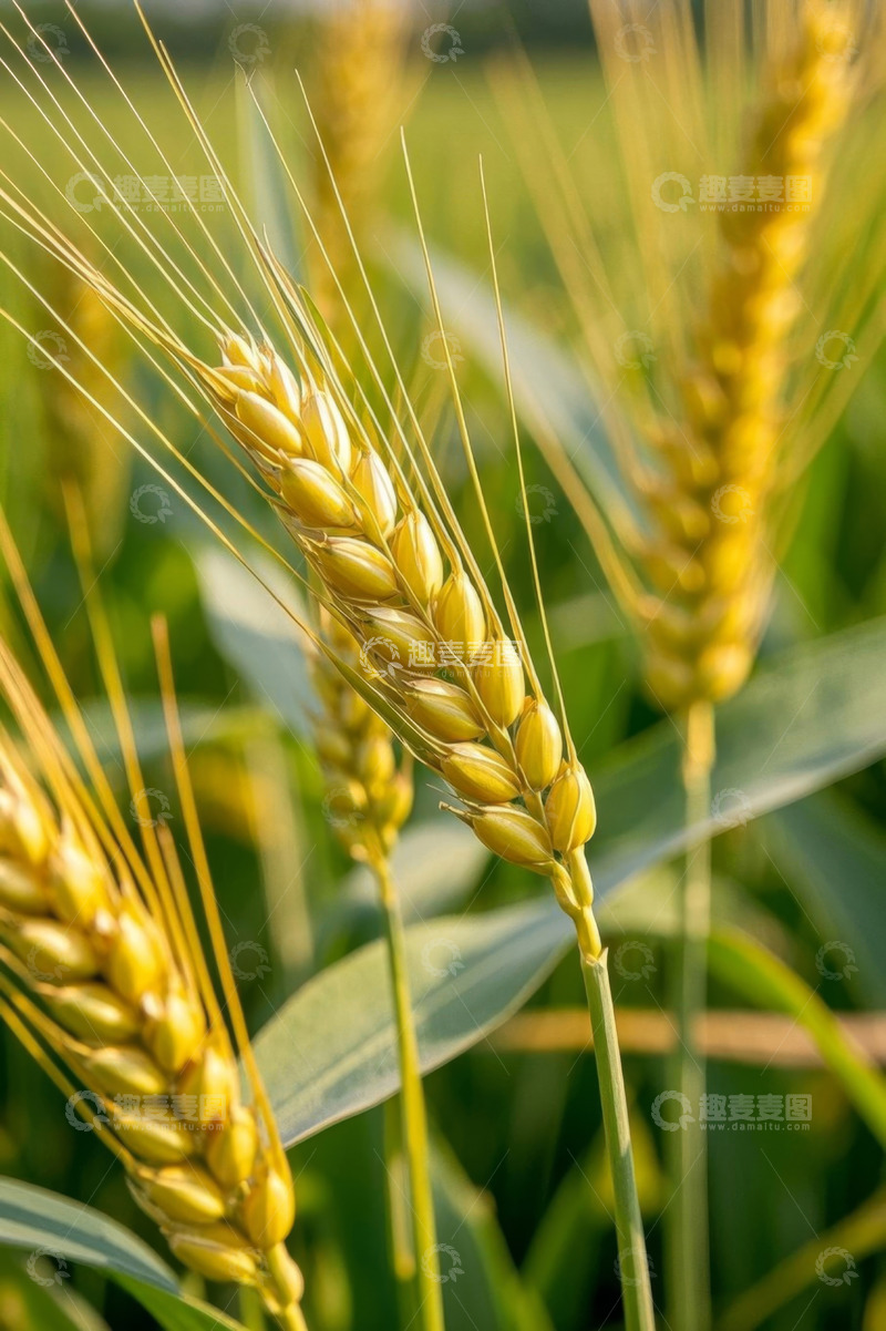 高清大图下载【趣麦麦图】成熟饱满的小麦特写