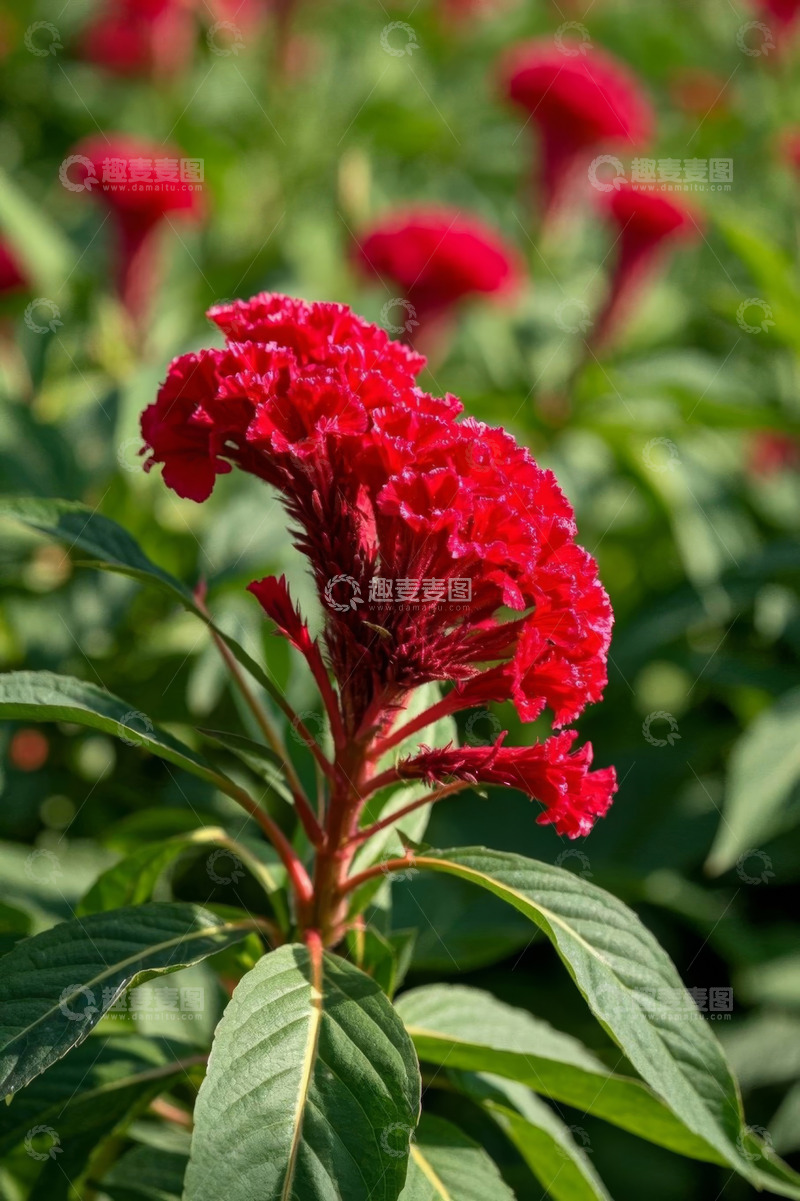 高清大图下载【趣麦麦图】鲜艳红色鸡冠花特写