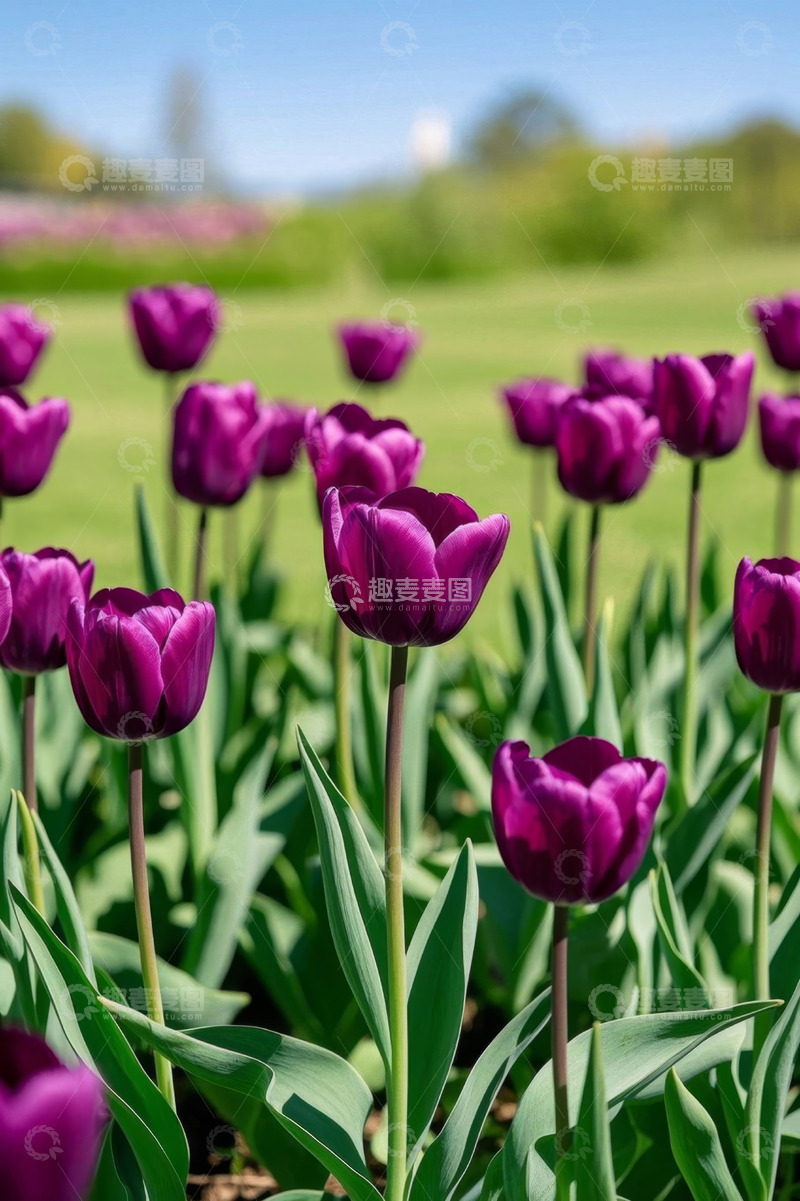 高清大图下载【趣麦麦图】紫色郁金香花卉近景