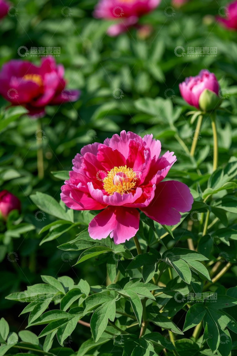 高清大图下载【趣麦麦图】盛开的粉色牡丹花