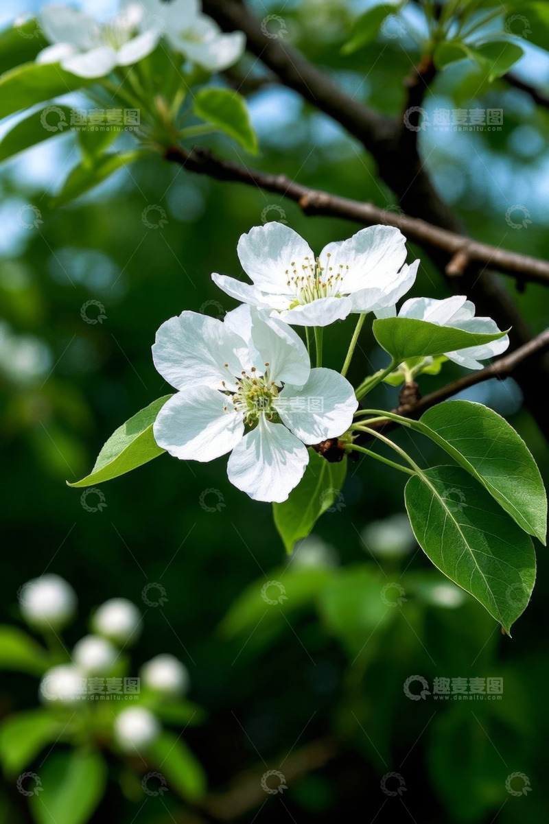 高清大图下载【趣麦麦图】枝头绽放的白色花朵特写