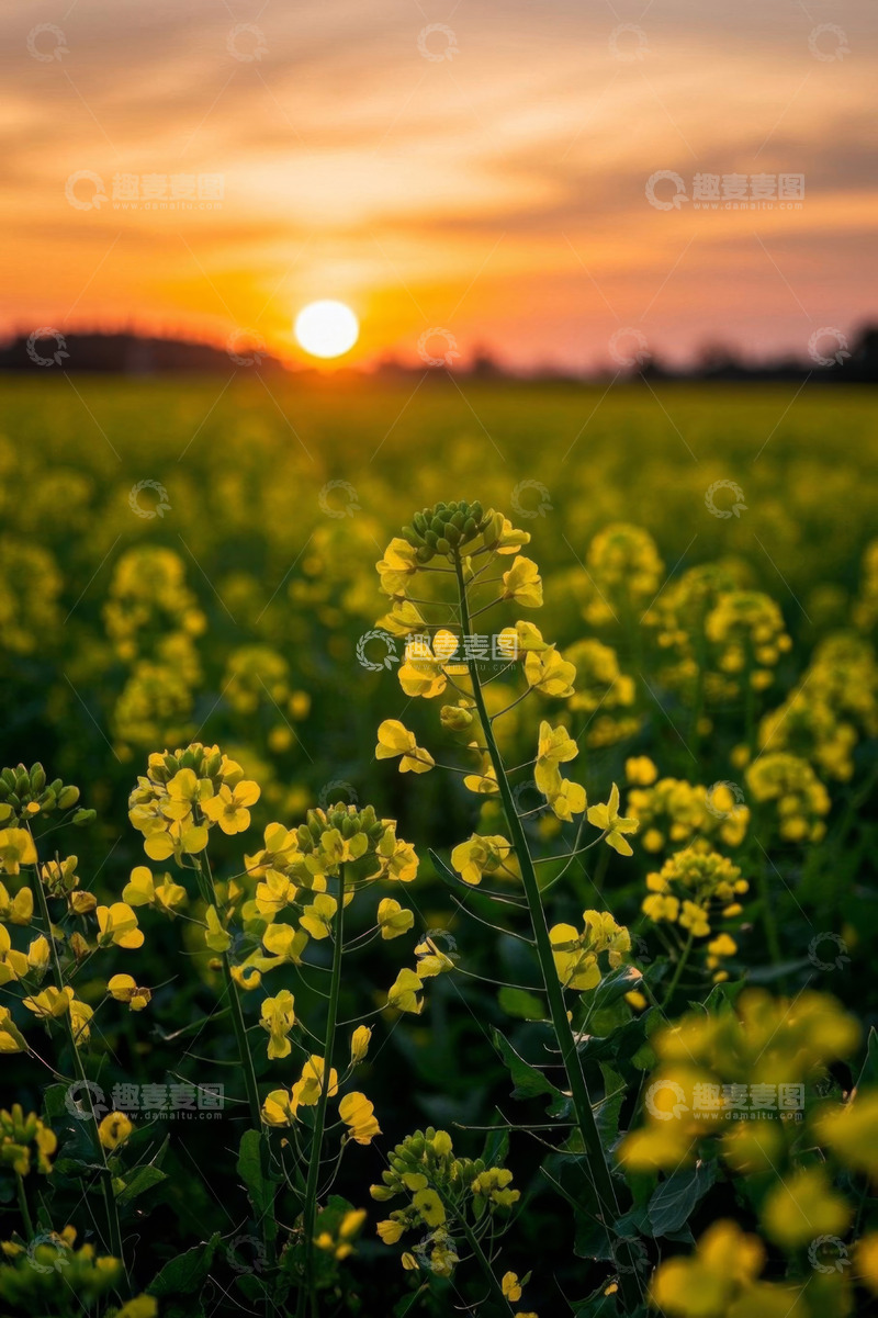 高清大图下载【趣麦麦图】日落时分的油菜花田