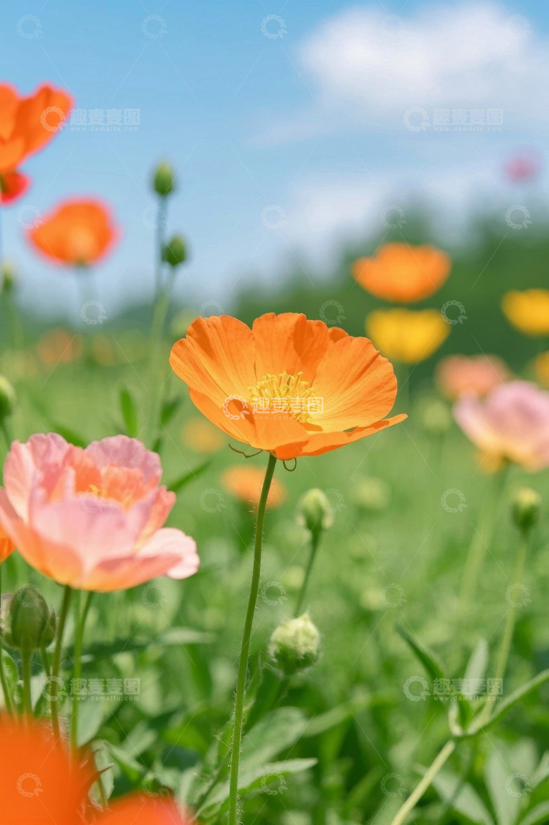 高清大图下载【趣麦麦图】户外盛开的多彩花卉