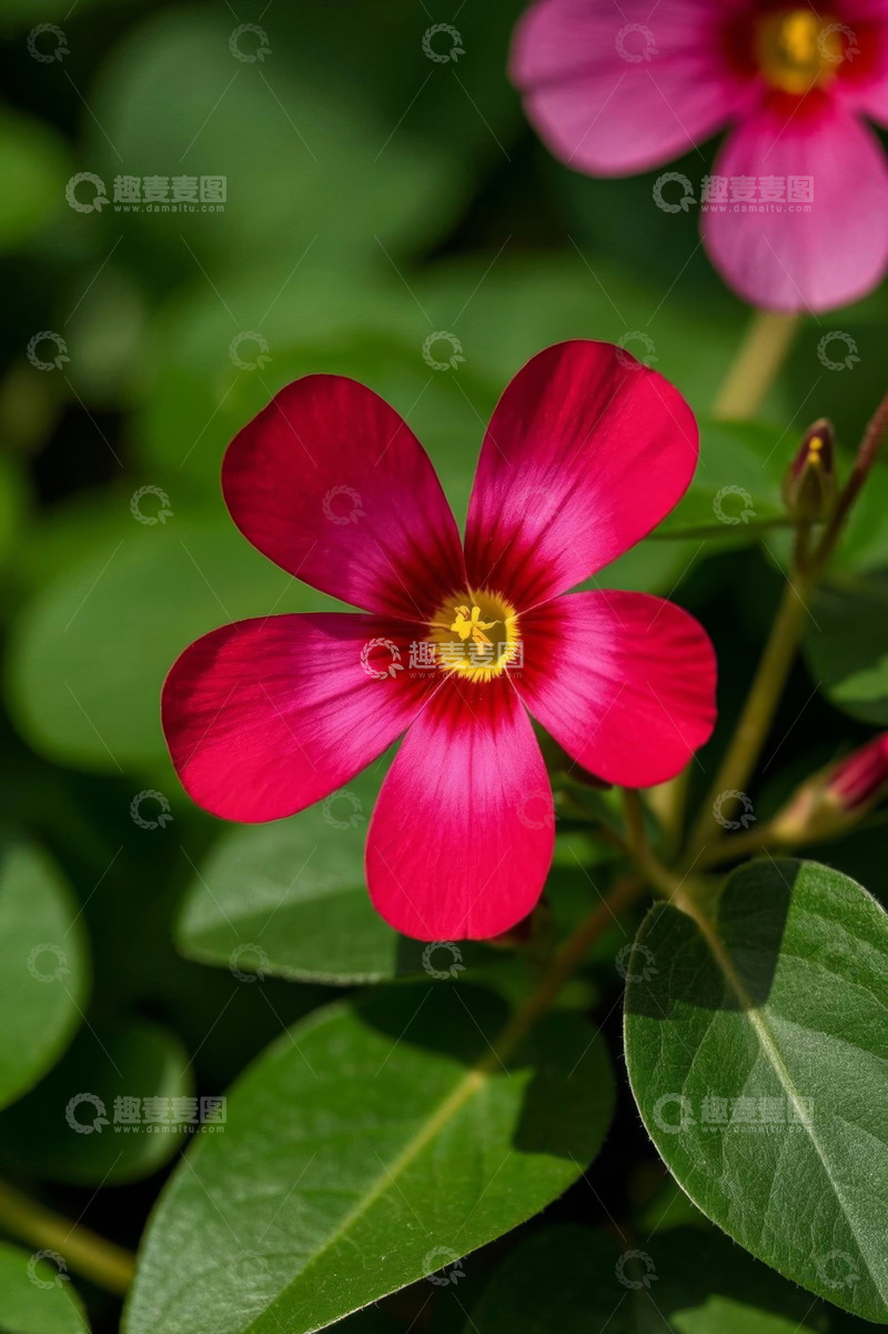 高清大图下载【趣麦麦图】鲜艳红色花朵特写