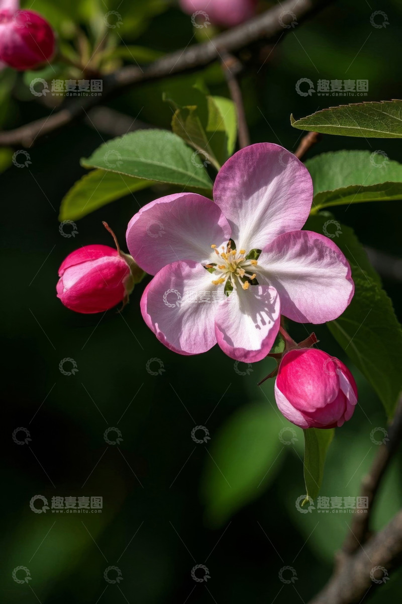 高清大图下载【趣麦麦图】盛开的苹果花特写