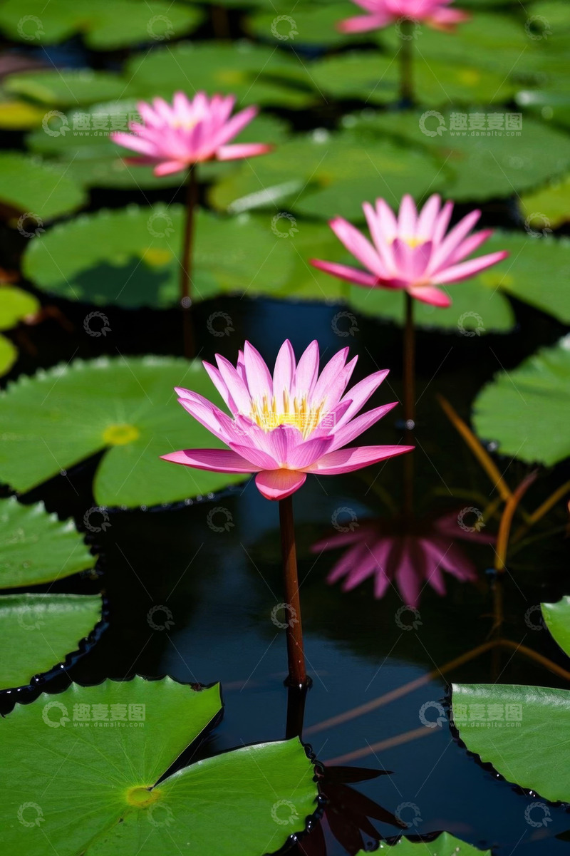 高清大图下载【趣麦麦图】池塘中的粉色睡莲与荷叶