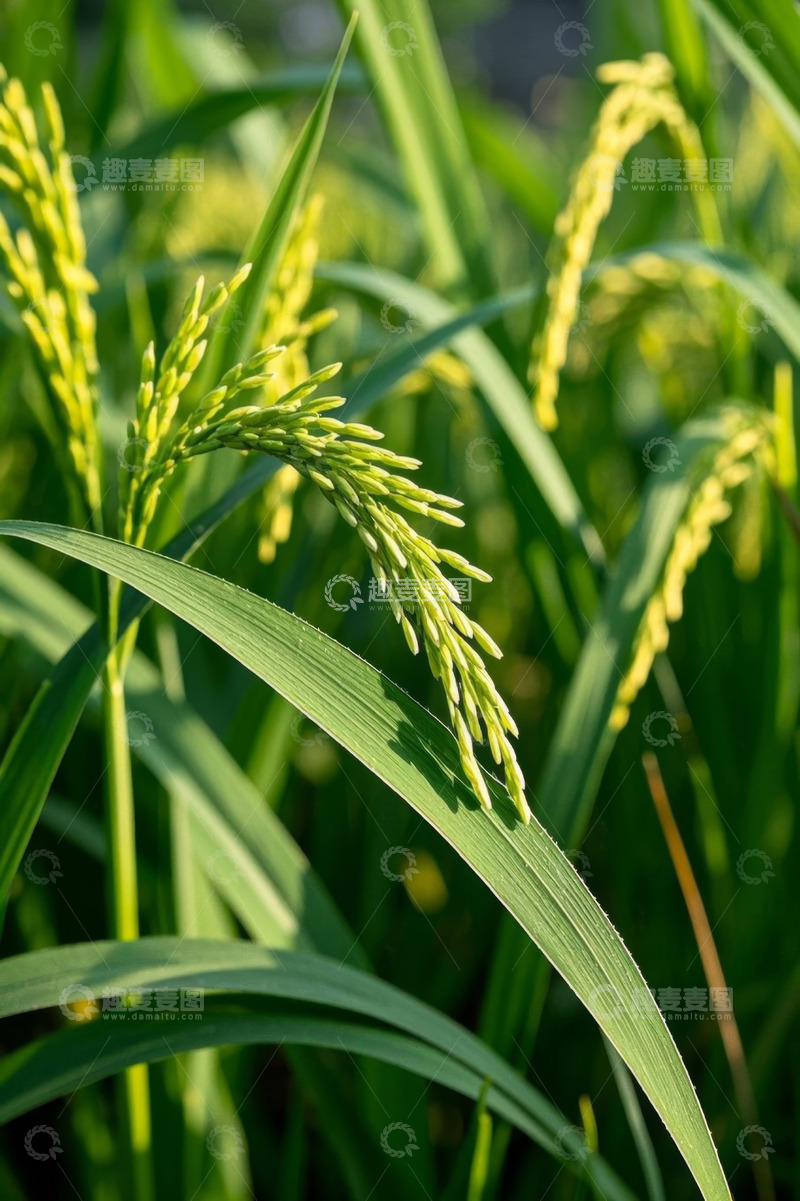 高清大图下载【趣麦麦图】特写稻田中的成熟稻穗