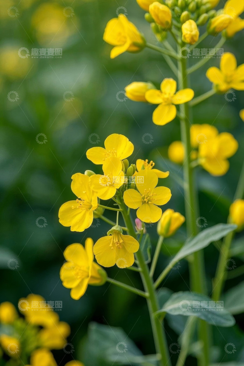 高清大图下载【趣麦麦图】特写黄色油菜花