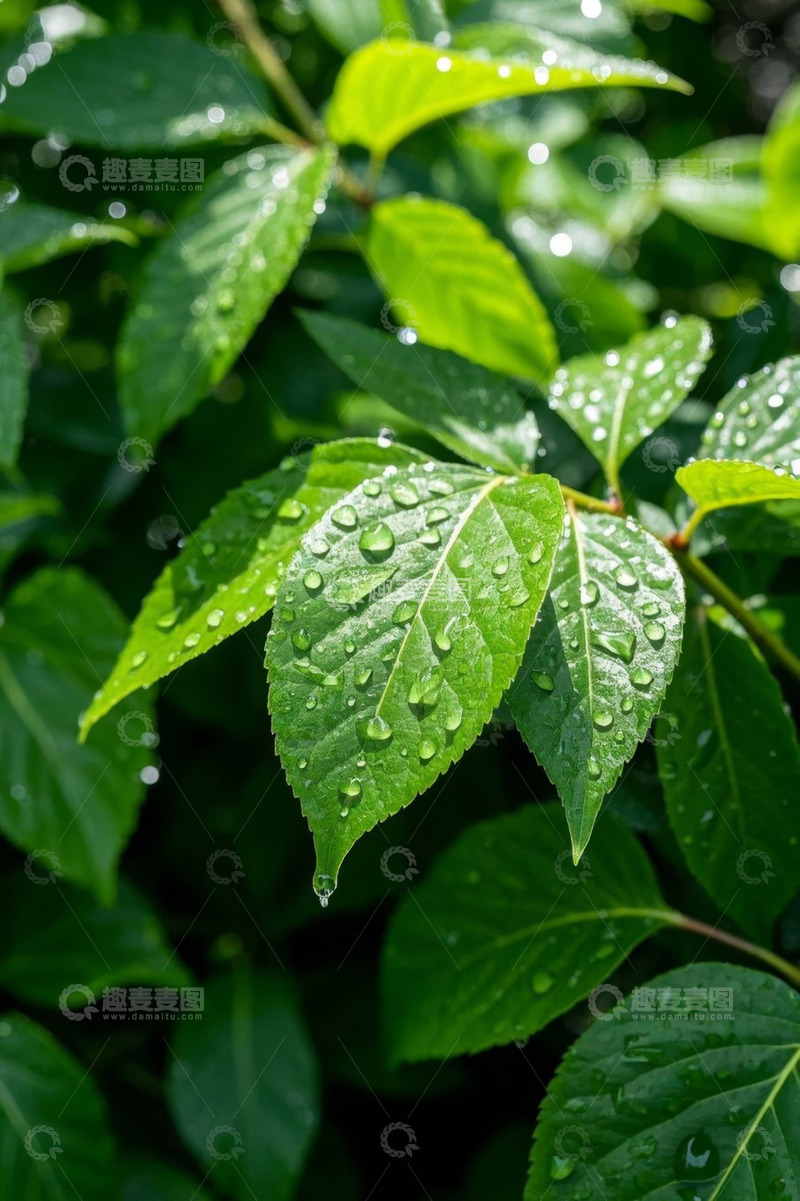 高清大图下载【趣麦麦图】带水珠的绿色植物叶片