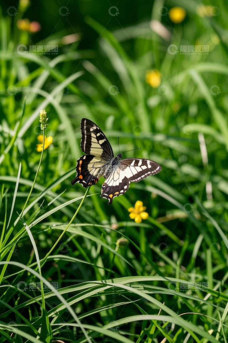 高清大图下载【趣麦麦图】草丛中栖息的蝴蝶