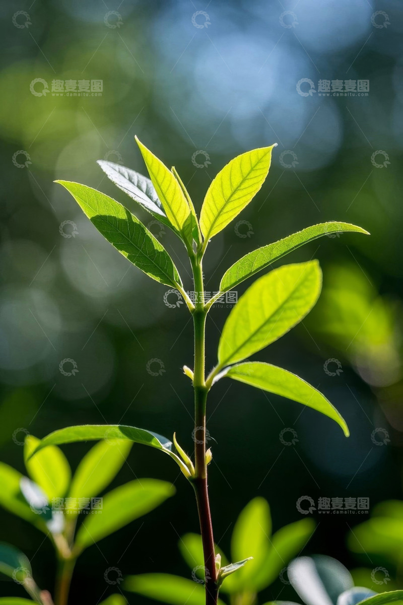 高清大图下载【趣麦麦图】阳光下的嫩绿植物枝叶特写
