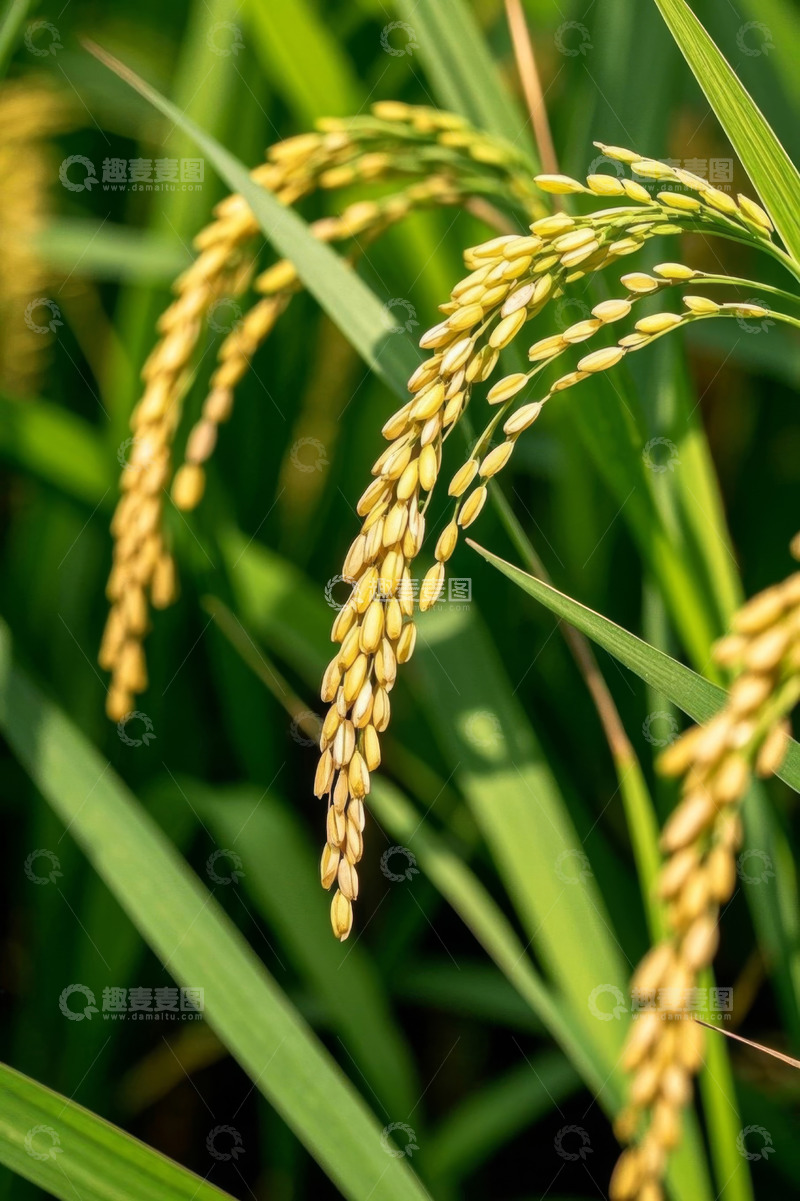 高清大图下载【趣麦麦图】成熟饱满的稻穗特写