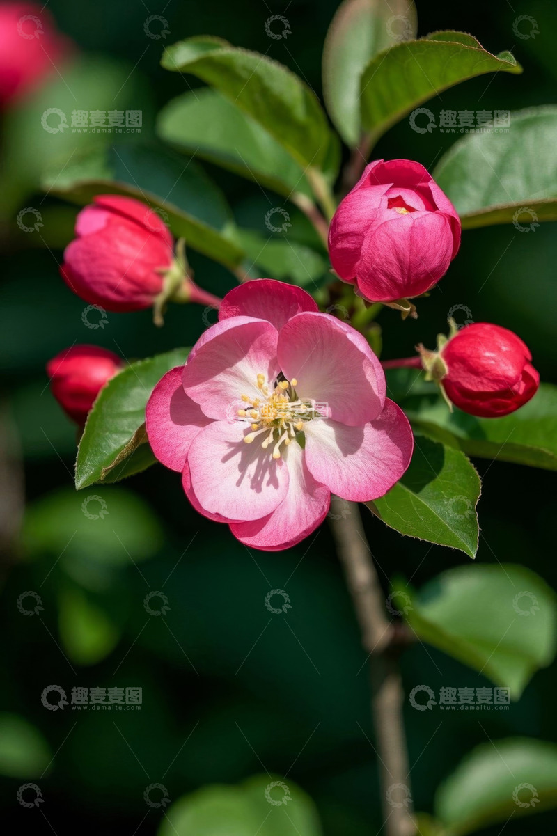 高清大图下载【趣麦麦图】粉色绽放的海棠花特写