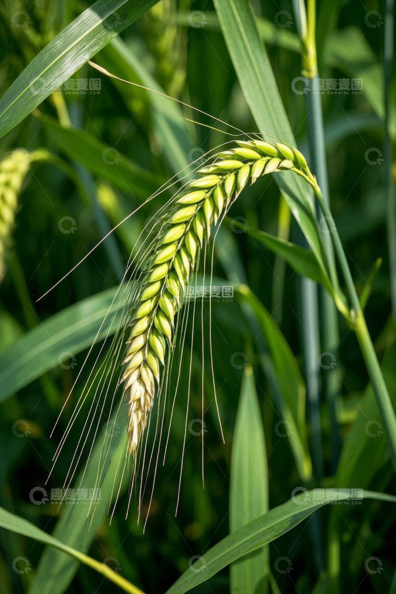 高清大图下载【趣麦麦图】特写小麦麦穗及茎叶