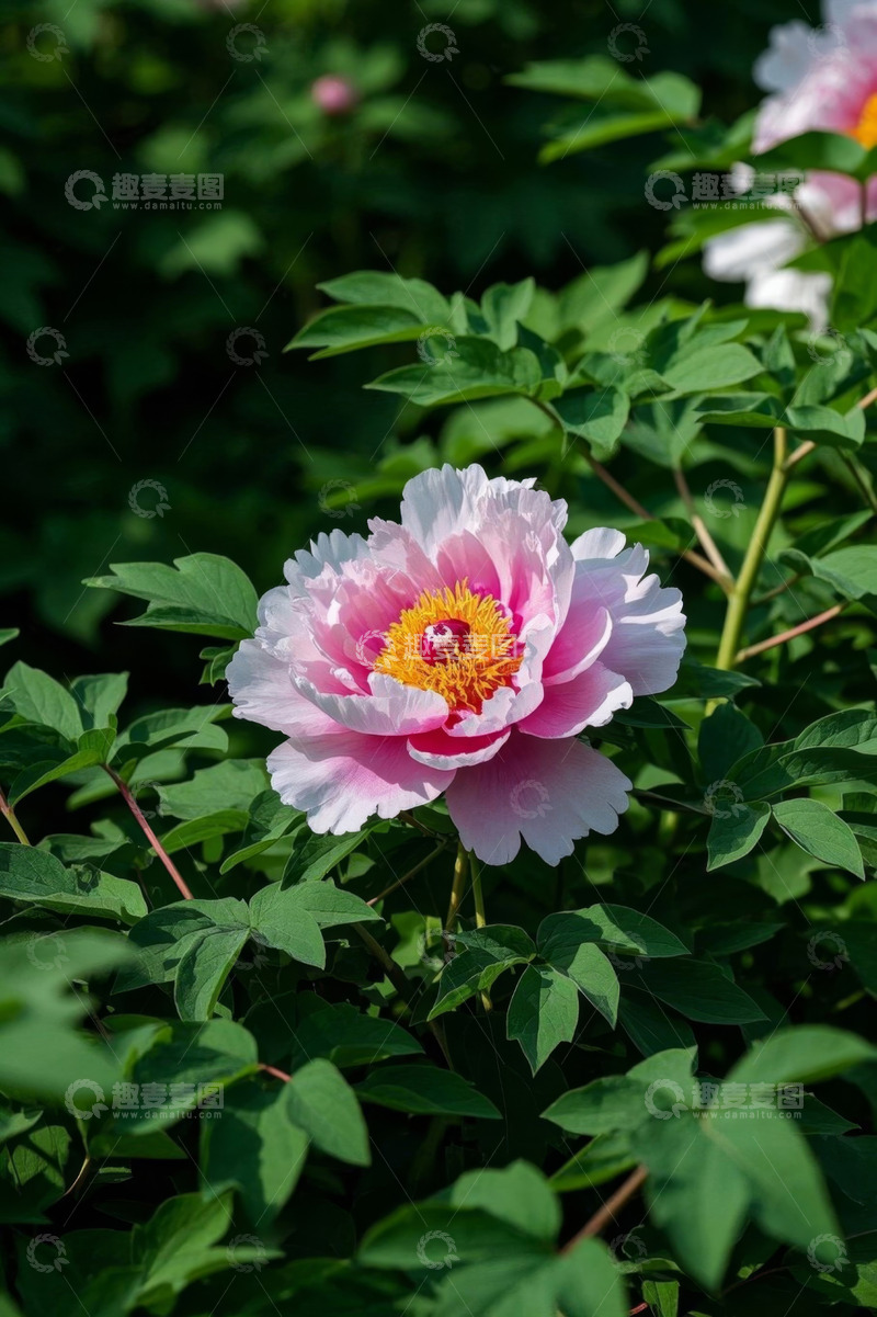 高清大图下载【趣麦麦图】盛开的粉色牡丹花特写