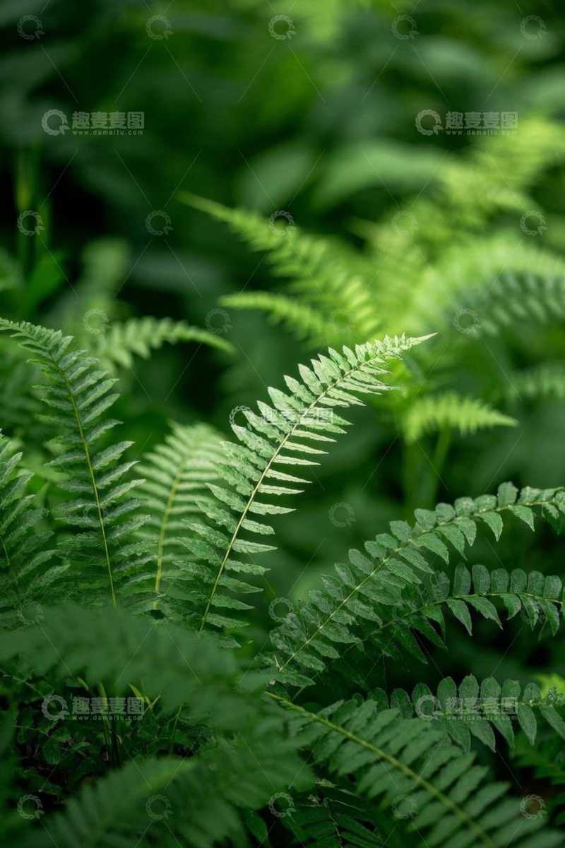 高清大图下载【趣麦麦图】翠绿蕨类植物特写