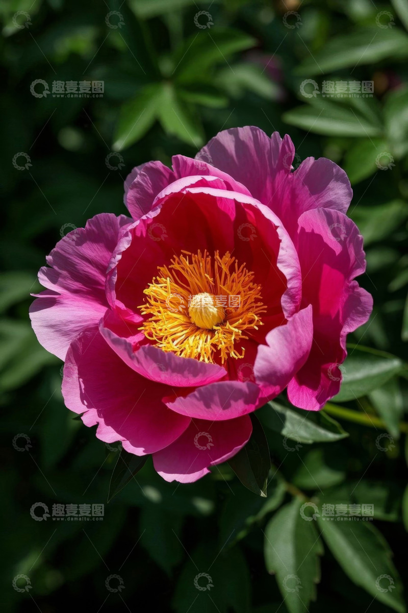 高清大图下载【趣麦麦图】盛开的粉红色牡丹花特写