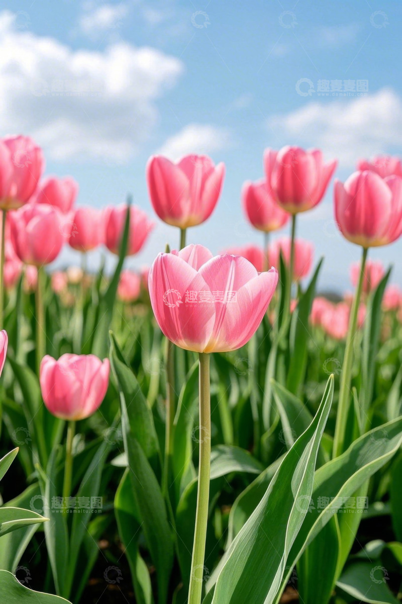 高清大图下载【趣麦麦图】粉色郁金香花丛蓝天背景