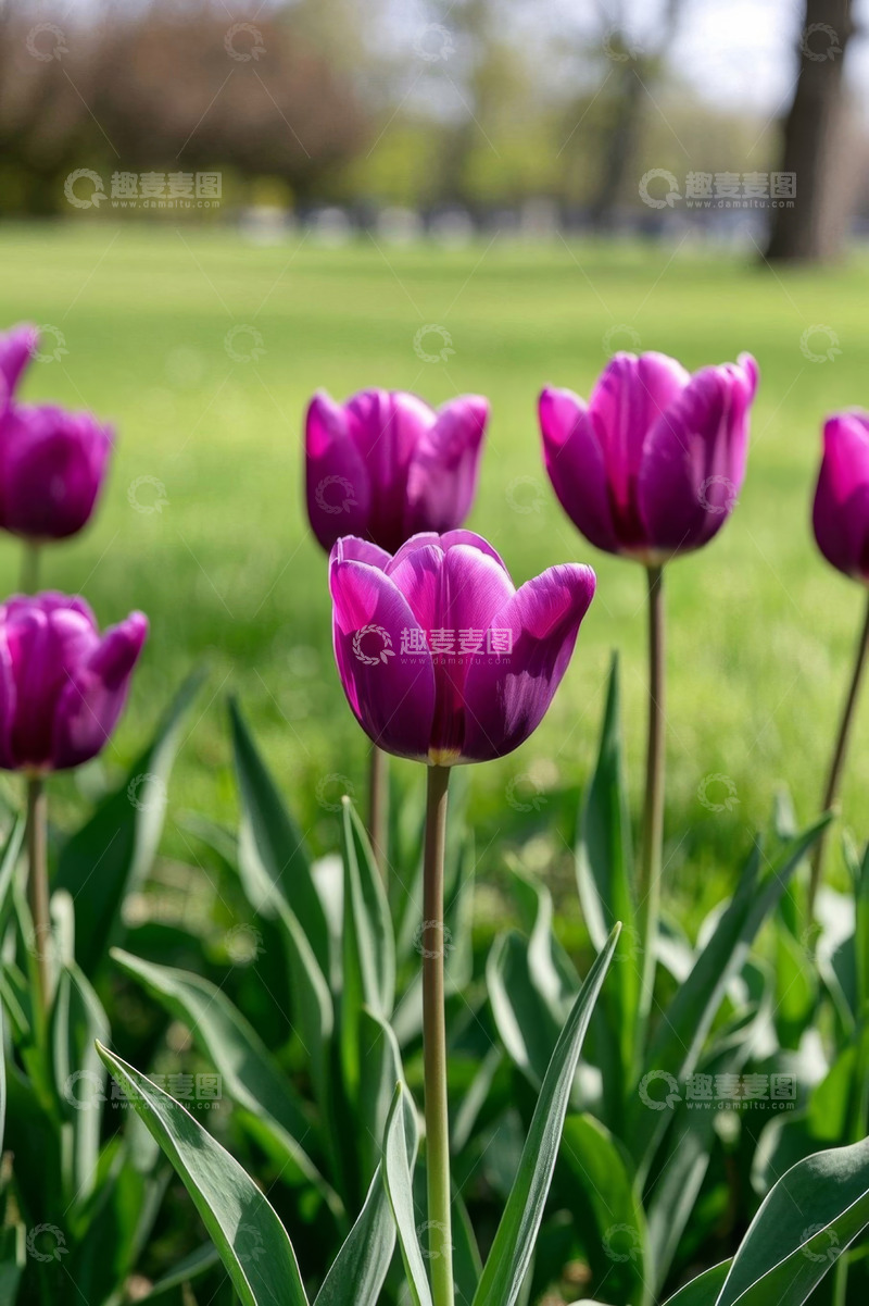 高清大图下载【趣麦麦图】草地上的紫色郁金香