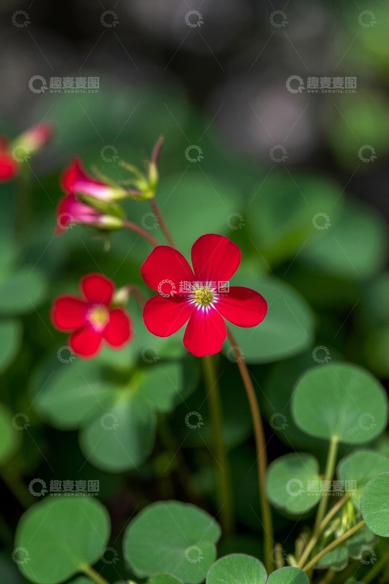 高清大图下载【趣麦麦图】红色小花与绿色叶片特写