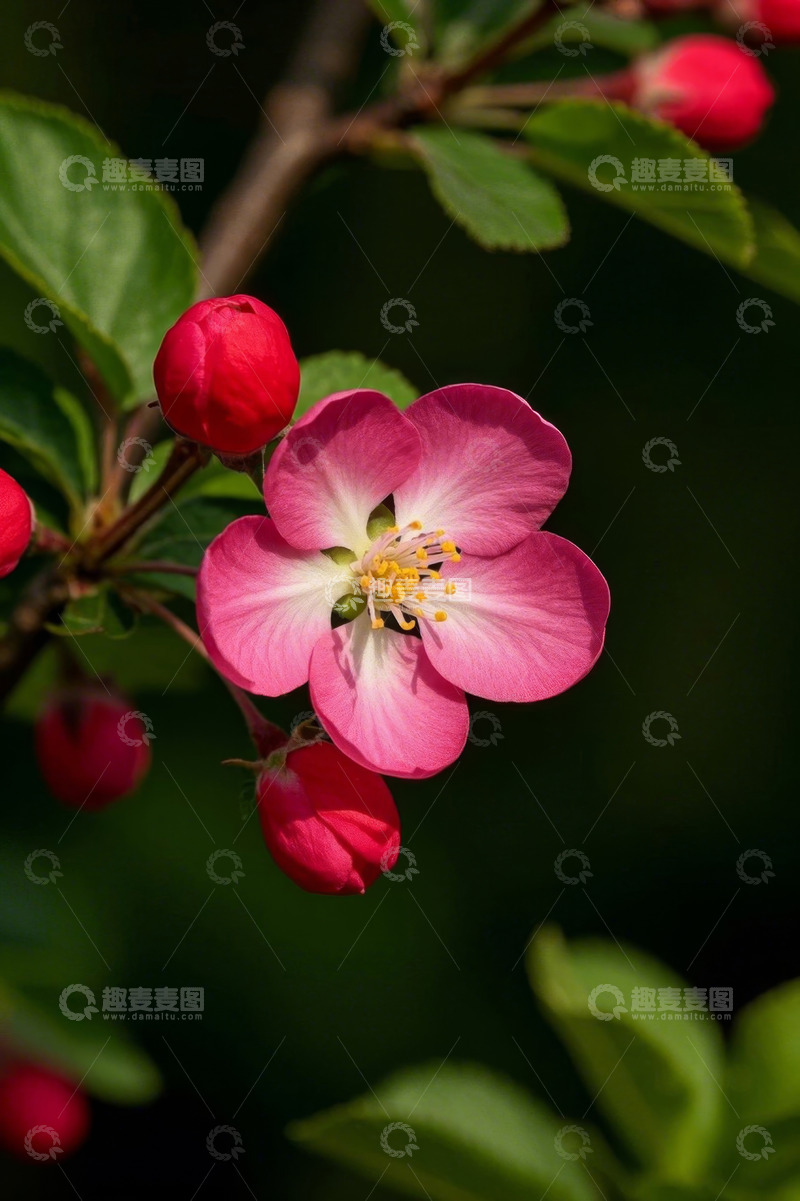 高清大图下载【趣麦麦图】特写绽放的粉色花朵