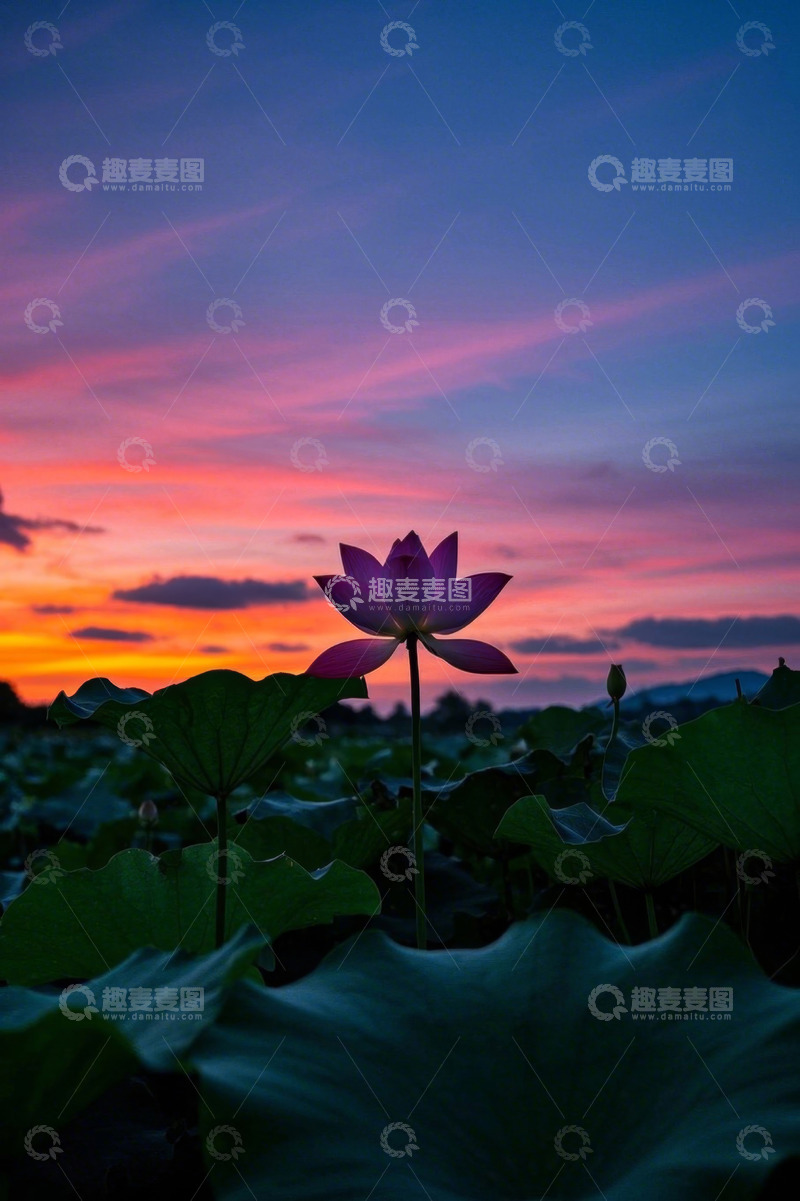 高清大图下载【趣麦麦图】晚霞下盛开的荷花与荷叶