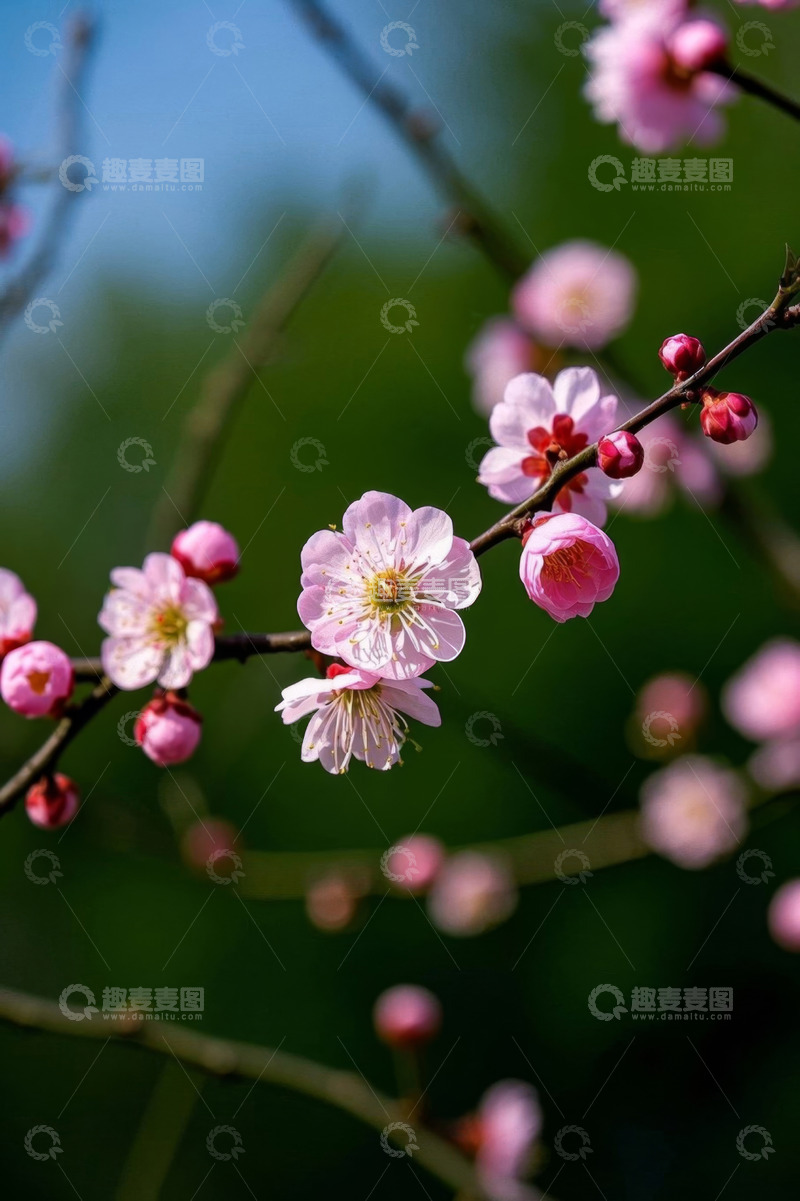 高清大图下载【趣麦麦图】枝头绽放的粉色梅花