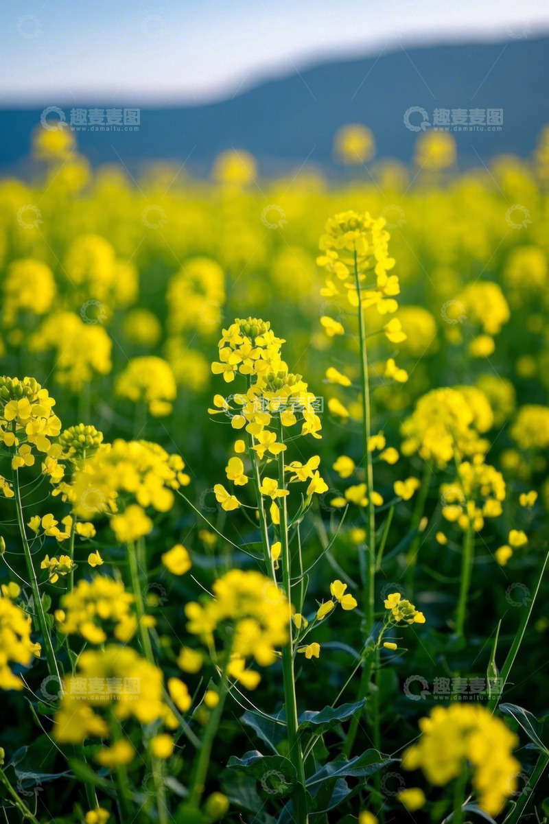 高清大图下载【趣麦麦图】黄色油菜花田自然风光