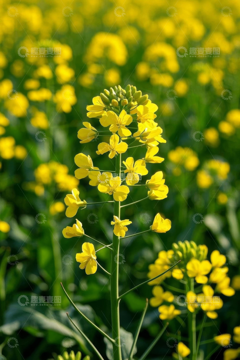 高清大图下载【趣麦麦图】黄色油菜花特写