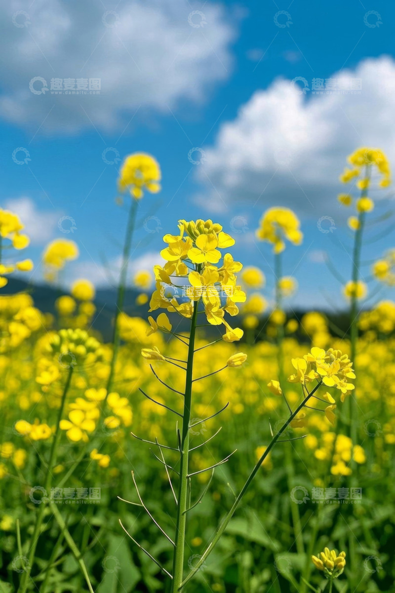 高清大图下载【趣麦麦图】田野中盛开的黄色油菜花