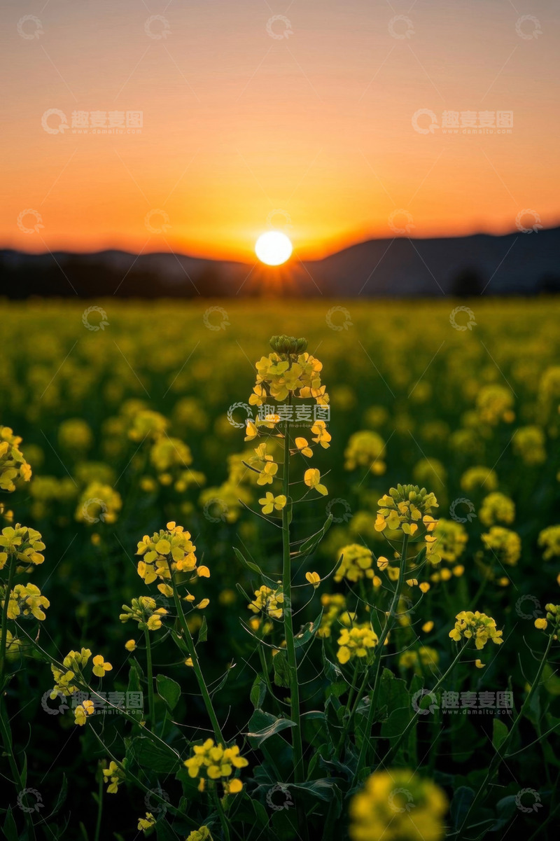 高清大图下载【趣麦麦图】日落时分的油菜花田景色
