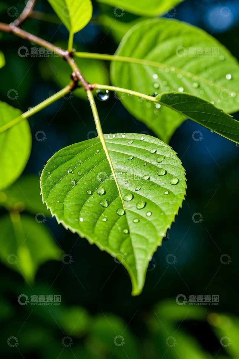 高清大图下载【趣麦麦图】绿叶上的晶莹水珠特写