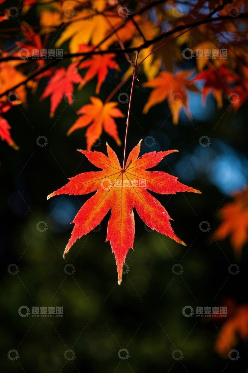 高清大图下载【趣麦麦图】秋季红色枫叶特写