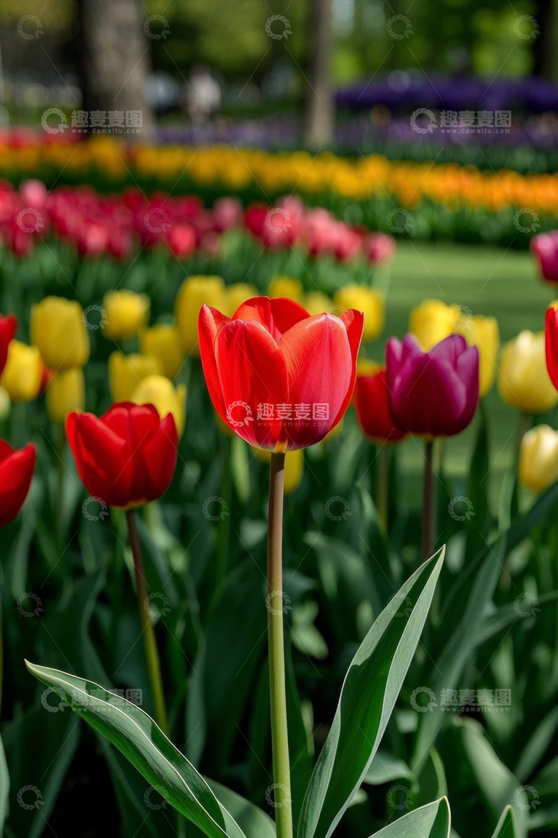 高清大图下载【趣麦麦图】多彩郁金香花丛景象