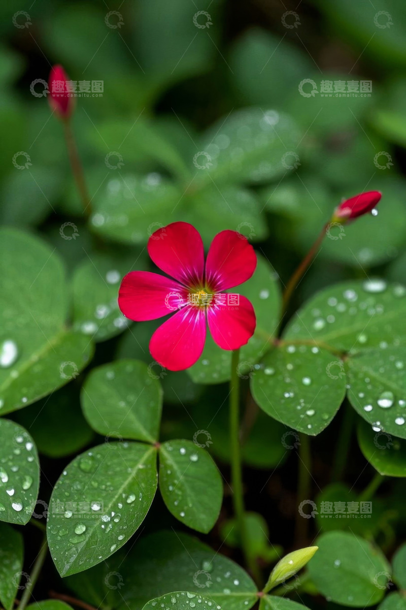 高清大图下载【趣麦麦图】带露珠的红色小花与绿叶