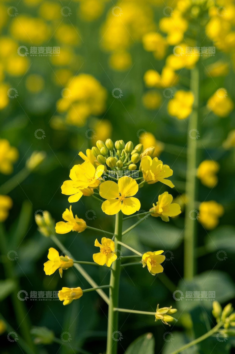 高清大图下载【趣麦麦图】黄色油菜花特写画面