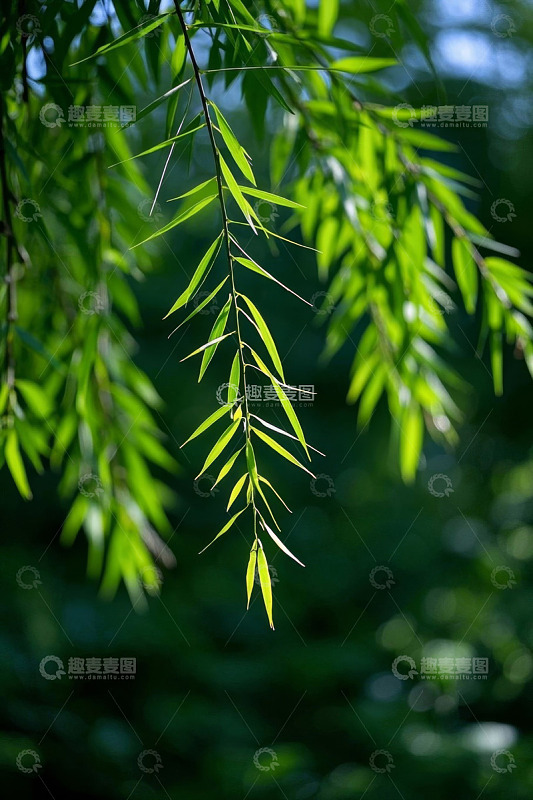 垂下的嫩绿柳叶特写